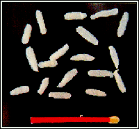 Stukjes van de kattelintworm